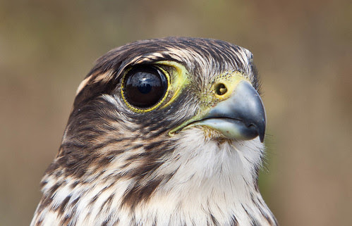 Merlin