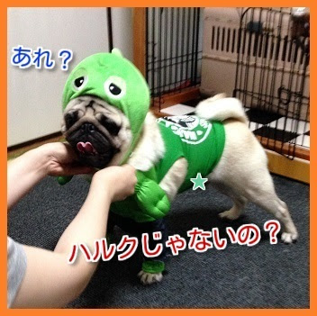 パグ犬 パンチの徒然日記 筋肉ムキムキ マッチョガチャピン