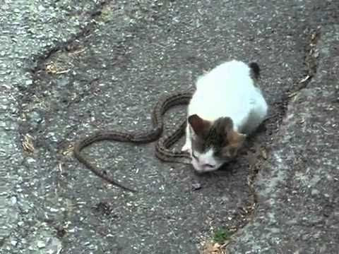 Image - Cats eats snake.jpg | Cats have no predators Wikia ...