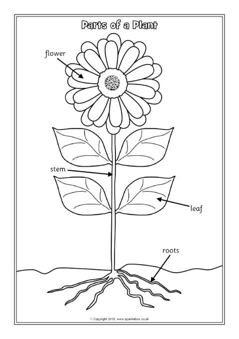 Parts of a Plant Labelling Worksheets (SB12380) - SparkleBox