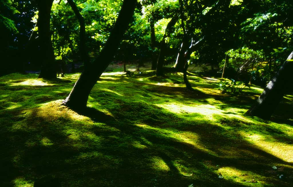 ゆんフリー写真素材集 No 818 新緑の木漏れ日２ 日本 京都