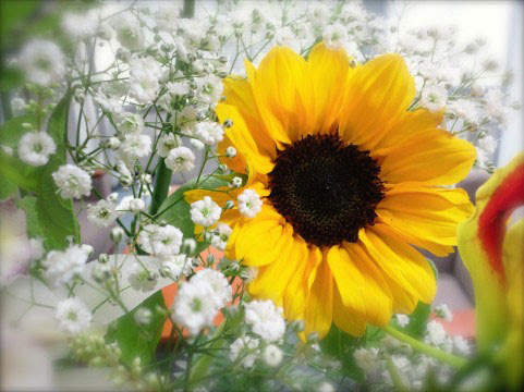 フリー素材 ヒマワリの花束をアップで撮影したフリー写真素材