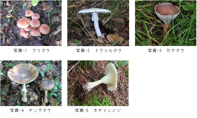 年9月発行 キノコ談議