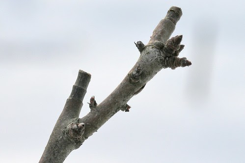 pear branch
