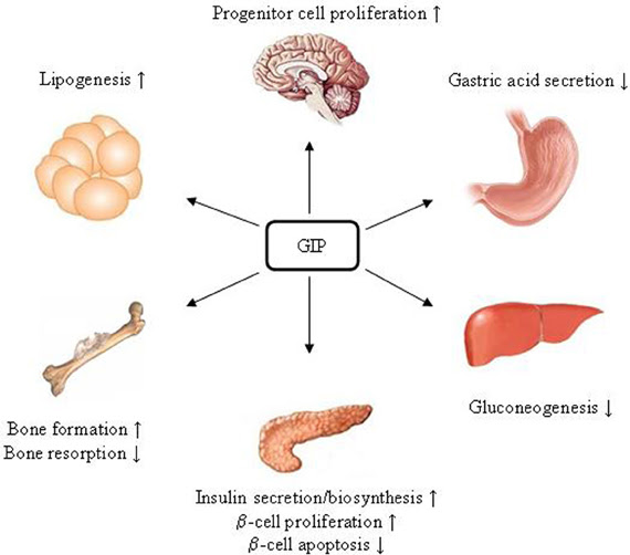 pancreas gluconeogenesis the Wnt  hormone of role  The in pathway incretin signaling Frontiers