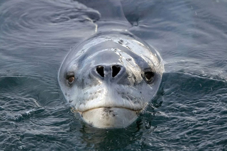 Seeing this seal, Paul said to himself "Bloody Hell! That