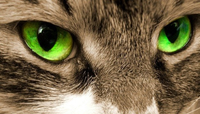 Why Do Cats Eyes Glow Why Do Cats Eyes Glow
