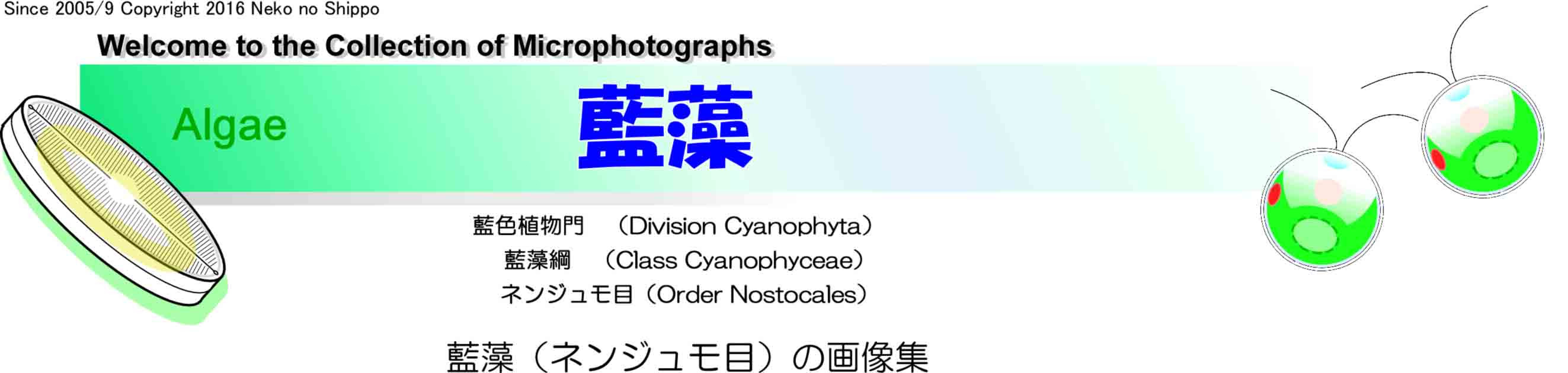 藍藻 ネンジュモ目 の画像集