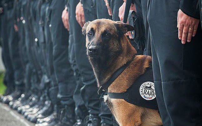 La muerte de un perro policía en el asalto policial de Saint-Denis genera un movimiento de solidaridad