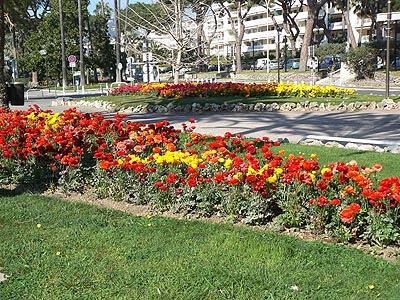 renoncules croisette.jpg