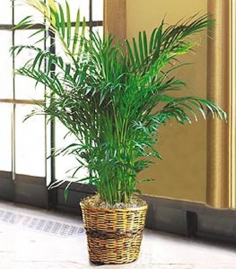 jenis pokok palma
