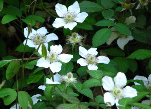 野いちごの花 自然生活 楽天ブログ