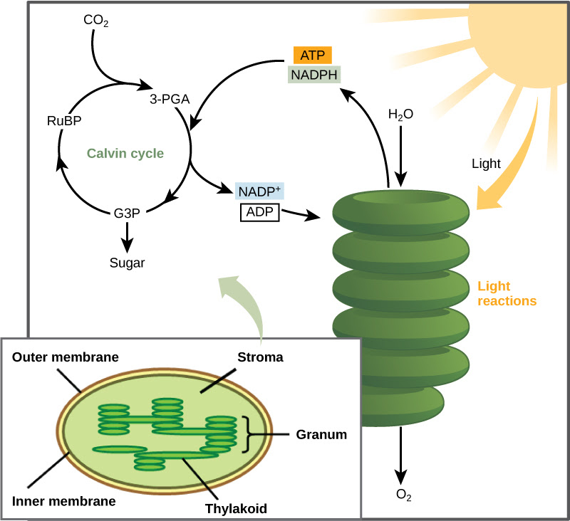 5.3: The Calvin Cycle – Concepts of Biology – 1st Canadian ...