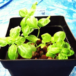 野菜栽培士がおススメする バジルの水耕栽培 定植方法 水耕栽培の方法 野菜栽培士 野菜ソムリエのブログ