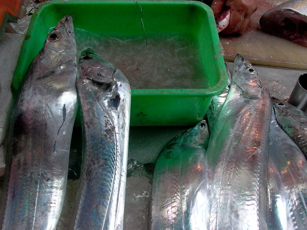 看啥小魚可以吃 幽藍深海的獵食者 白帶魚 環境資訊中心