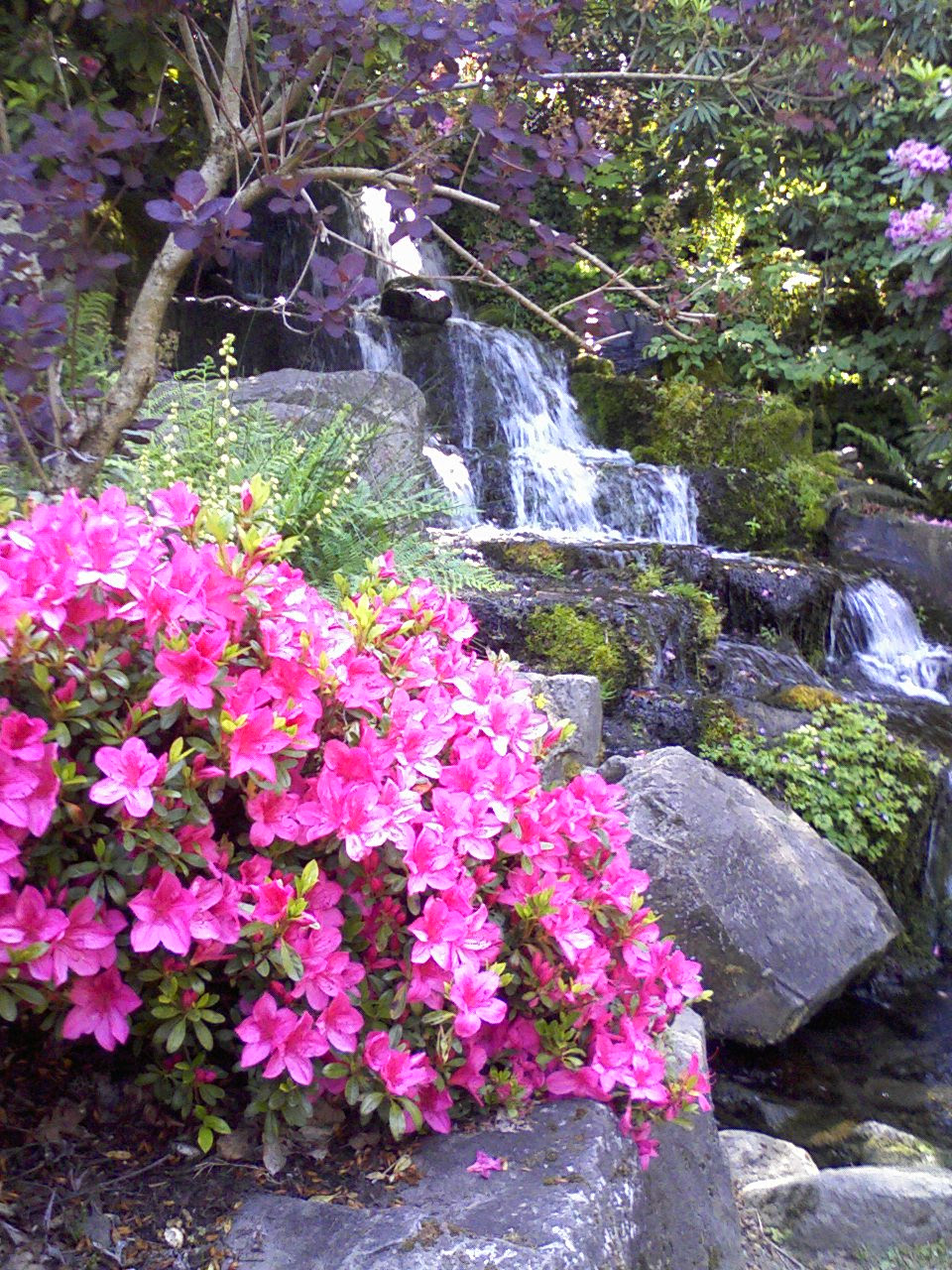 Quick Trips from Vancouver - Crystal Springs Rhododendron Garden ...