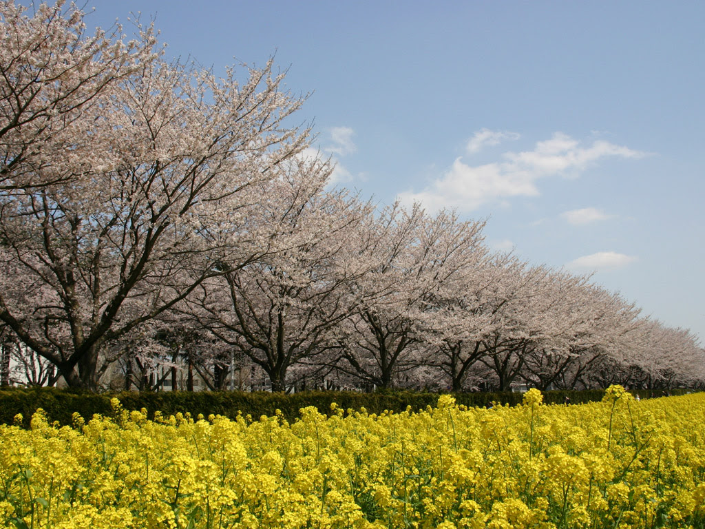 桜並木と菜の花畑 写真素材無料壁紙
