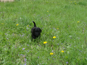 Puppies - Irish Doodle & Goldendoodle Puppies For Sale ...