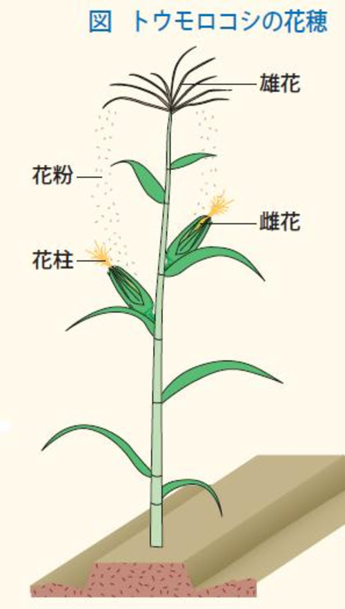 スィートコーンは数株を一緒に植えて栽培し 収穫した穂は直ぐ食べましょう プロフ ユキのブログ