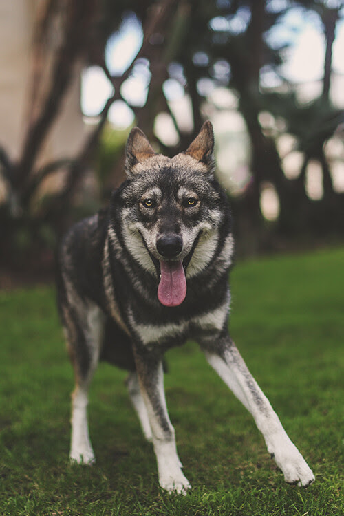 Working with Unruly Animals in Pet Photography