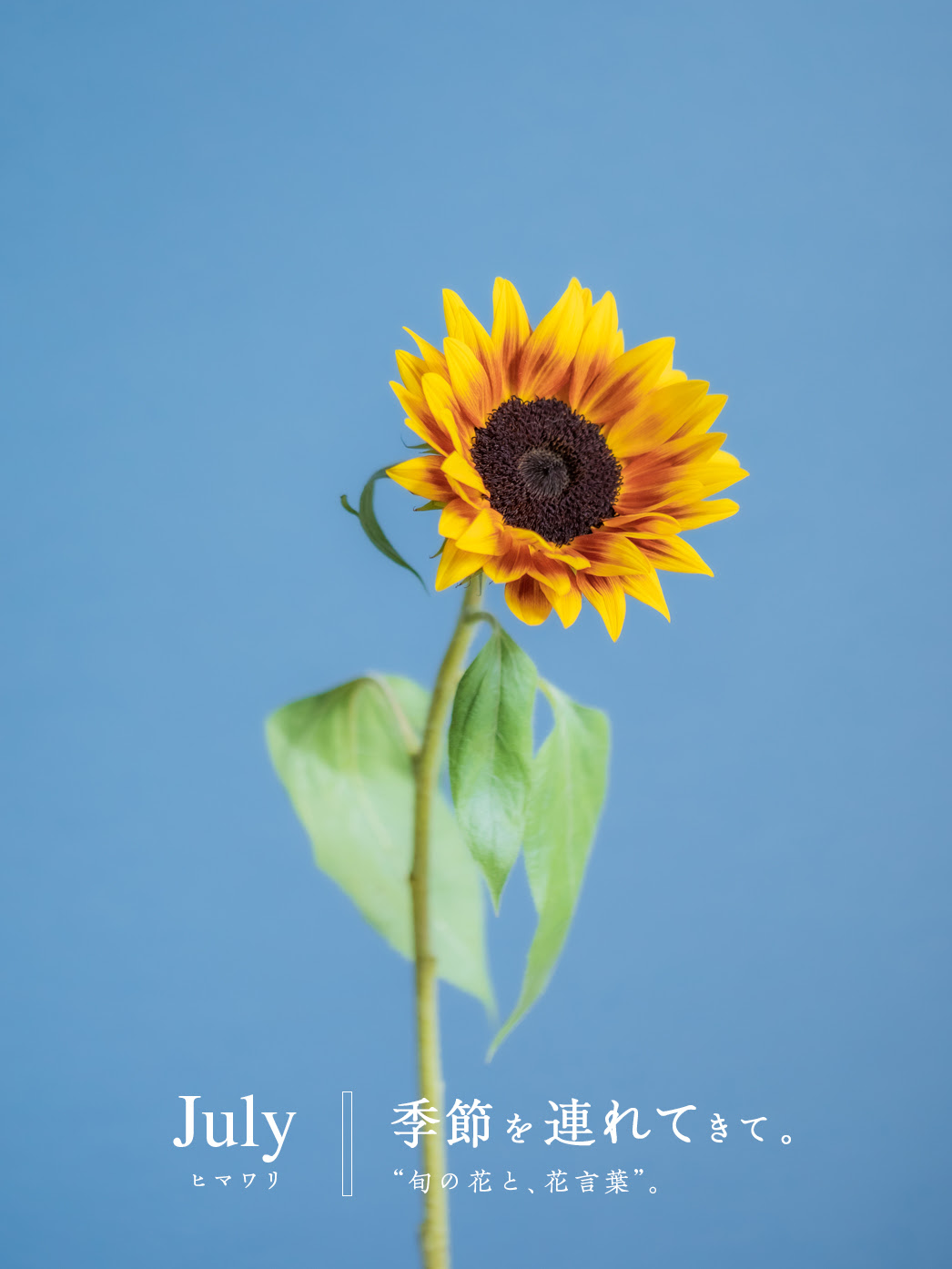 7月の花 ヒマワリ 季節のブーケプレゼント