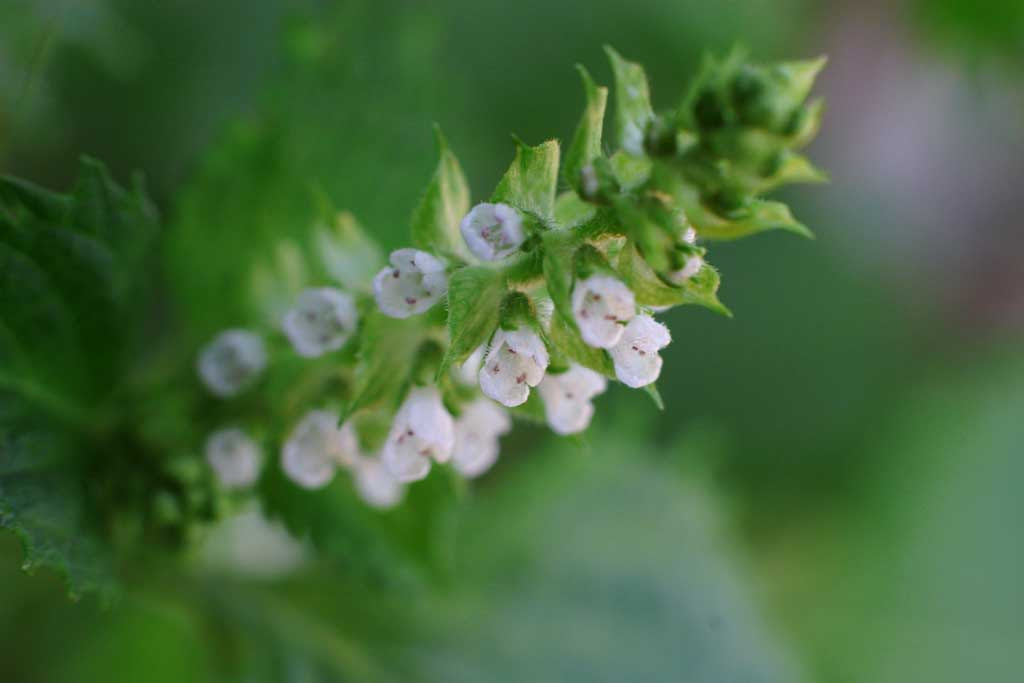 ゆんフリー写真素材集 No 1549 青じその花 日本 東京
