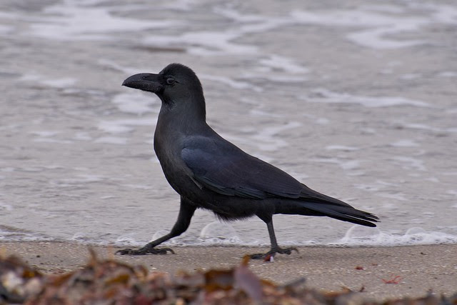 jungle crow