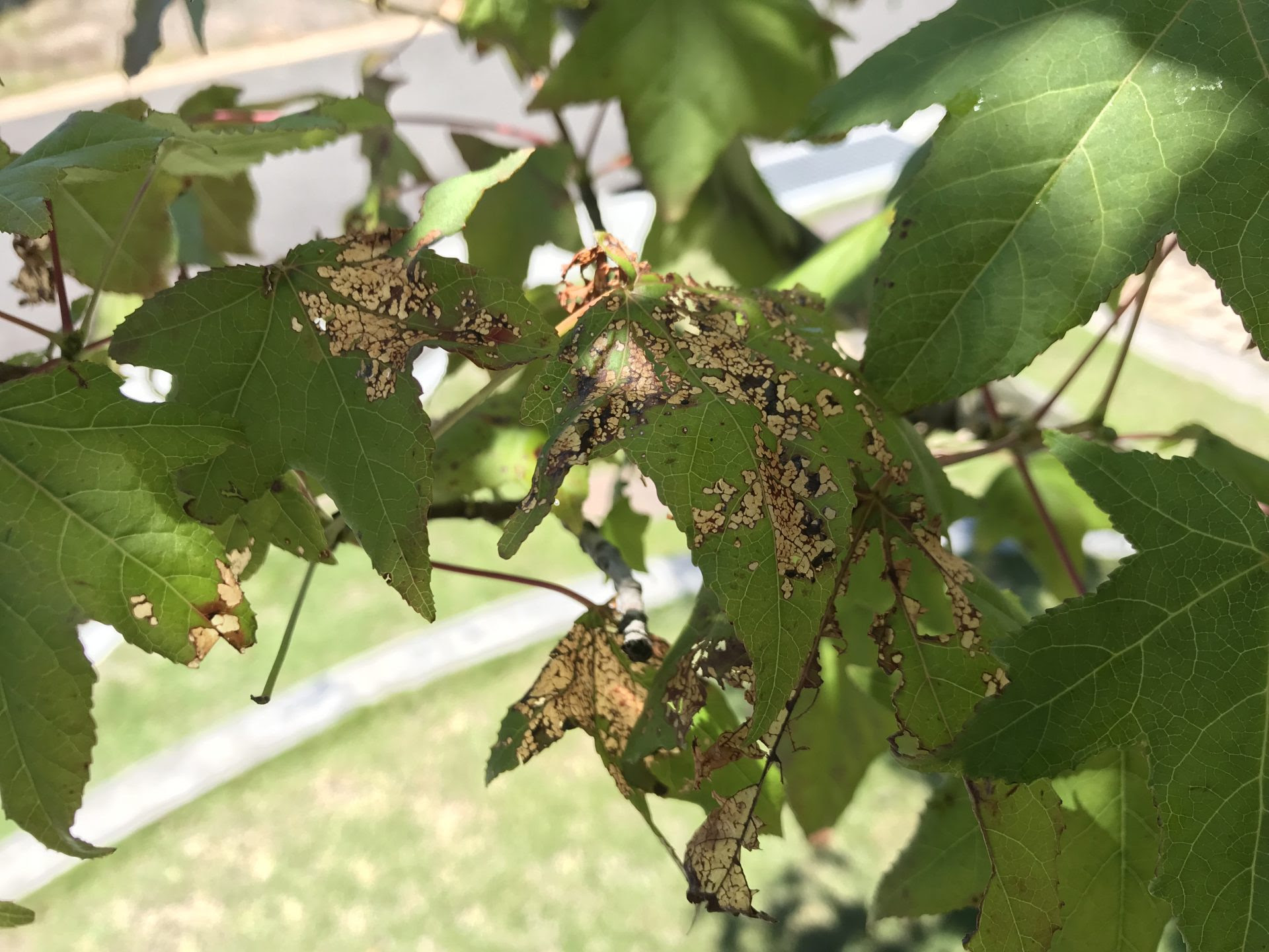 庭の害虫を一掃 コガネムシ イラガ編 アウクバの外構工事 造園工事コラム
