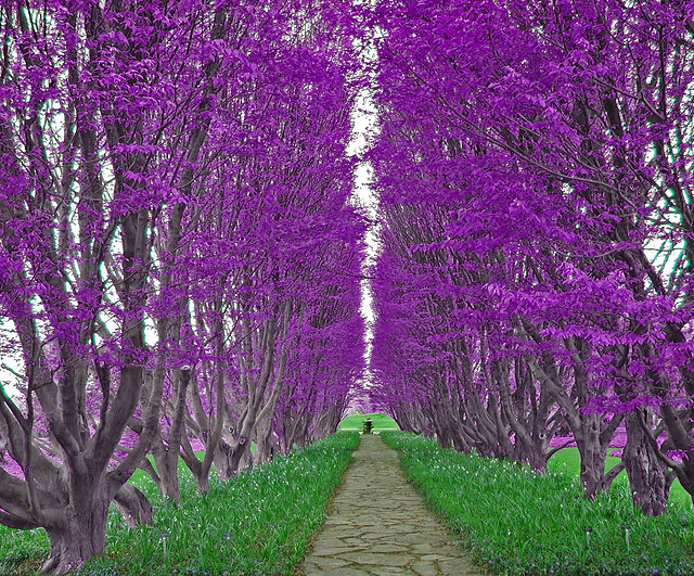 Down the Path