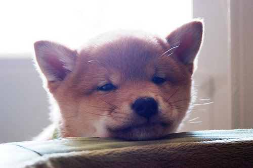 フリー画像 動物写真 哺乳類 イヌ科 犬 イヌ 子犬 柴犬 シバイヌ フリー素材 画像素材なら 無料 フリー写真素材のフリーフォト