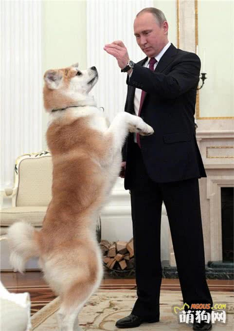 你真的了解秋田犬吗 萨摩君 萌狗网移动版