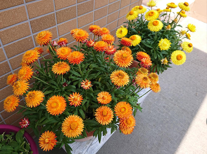 コロロ 花苗 ガーデニング 園芸 サントリーフラワーズ