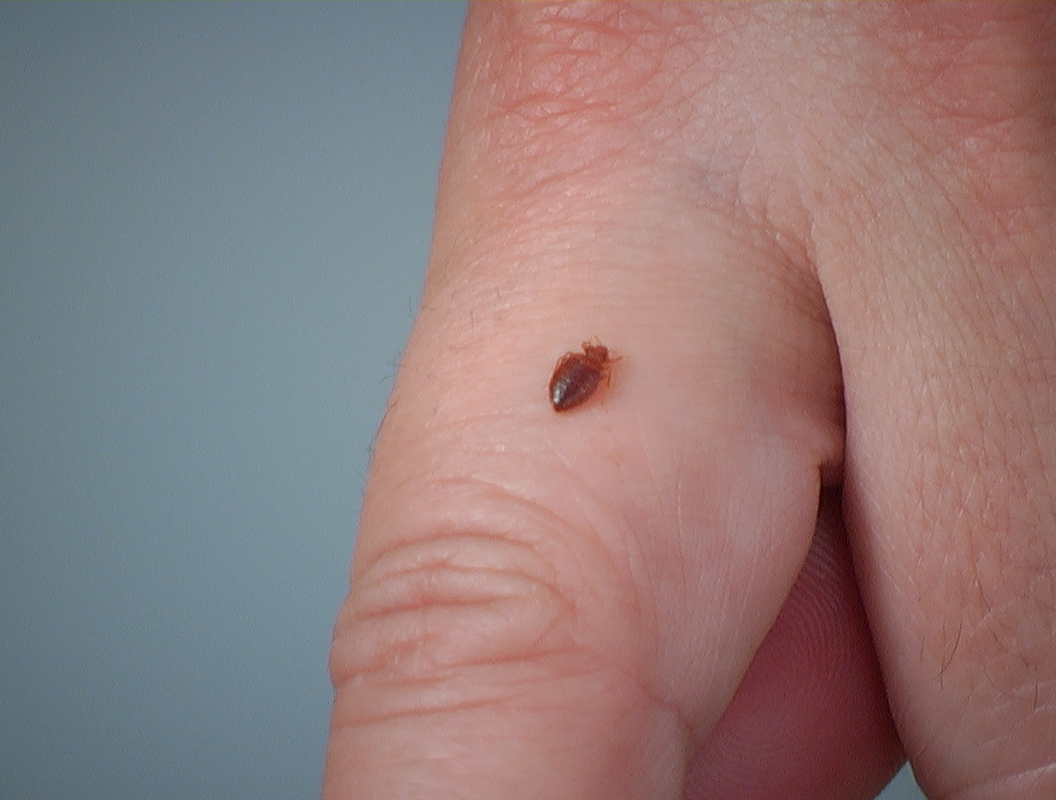 bed bugs size