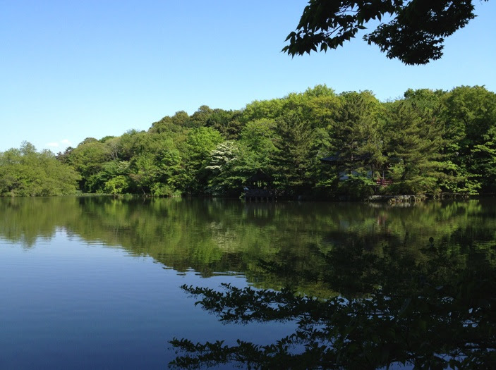 夏立ちぬ 三宝寺池沼沢植物群落を歩く いのぜん 井の頭公園vs善福寺公園