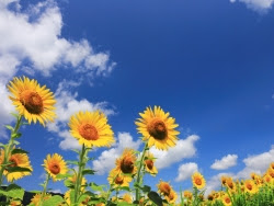 Begint de zomer zomers? - Weer in het nieuws - Weerplaza.nl