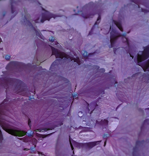 Hydrangea macrophylla 'Sun Goddess' (2)
