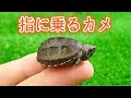 最高のコレクション 亀 ペット 小さい 218149-亀 ペット 小さい