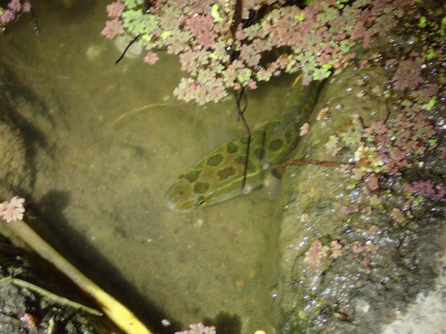 5 虫虫虫 憧れの雷魚さん