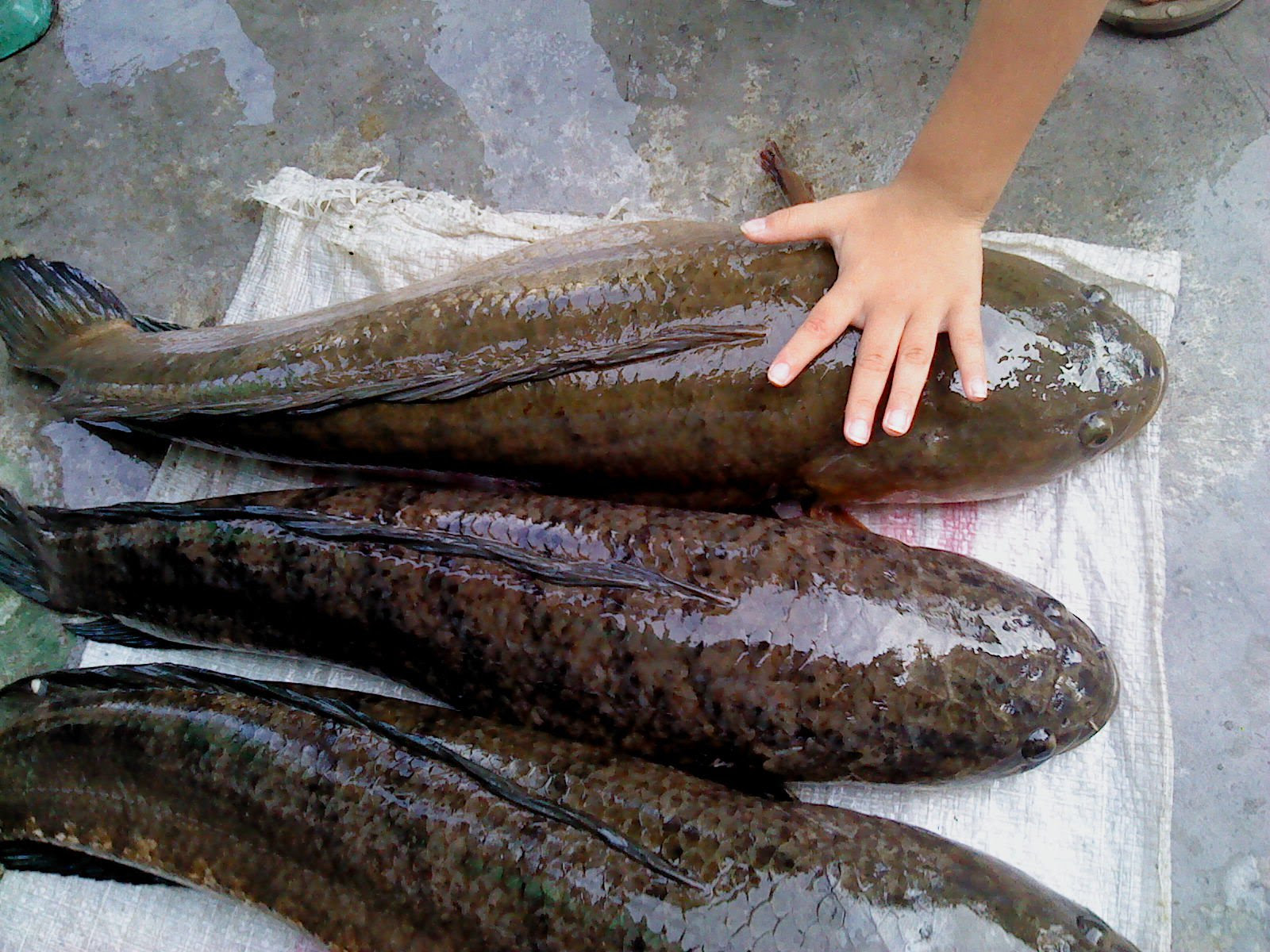 Produksi Ikan  Gabus  Skala Komersial
