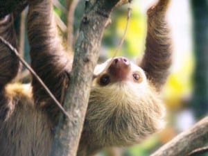 Portasol wildlife - Sloth