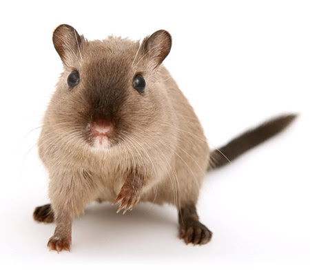 Image result for Rats can live without water longer than camels can