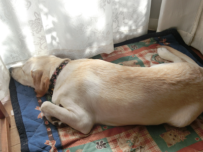 犬が日向ぼっこが好きな理由と日向ぼっこの効果 犬と一緒に はじめてのパピーウォーカー