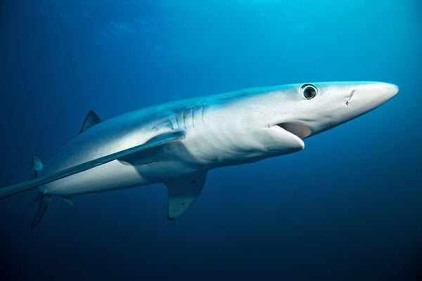ヌタウナギからサメへ 太古の海が育んだ魚類の進化 食の安全 Jbpress