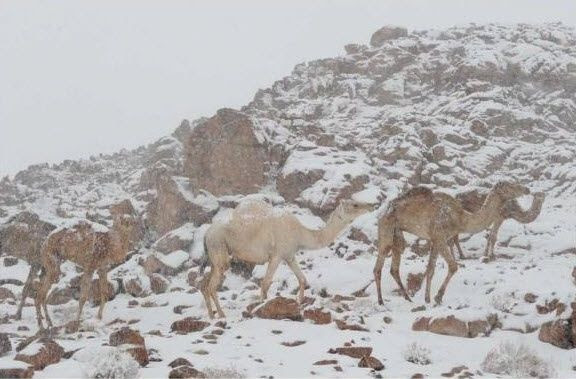 Afficher l'image d'origine