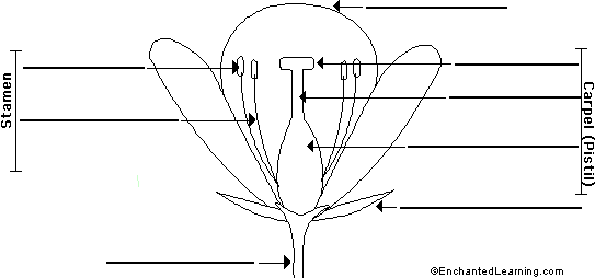 Biology/Life Science | SEP LESSONS