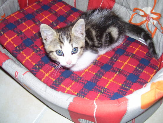 Comment Se Debarrasser Des Puces Sur Un Petit Chat Resolu Chats Journal Des Femmes