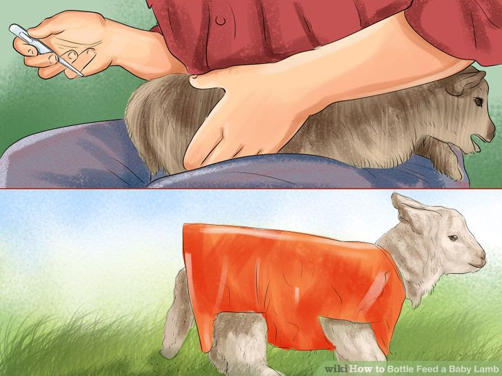 Bottle Feed a Baby Lamb Step 12 Version 2.jpg