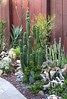 Cactus and succulent http://cityarch.eu