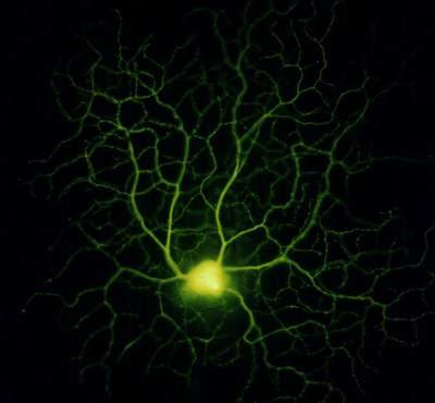 الشفاء بالاستماع القرآن  