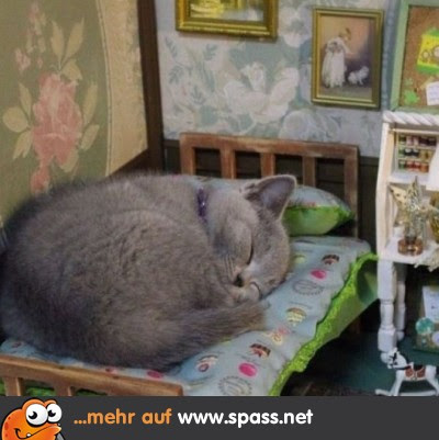 Tiere Lustige Bilder Auf Spassnet